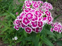 1 018.webp