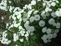 1 067.webp