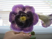 IMG_1237.webp