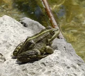 photoshare.ru-3283910.webp