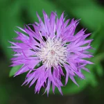 PAP_1667а.webp