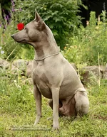 semik6.webp