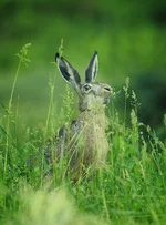 _59K8269.webp