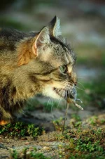 _MG_6796.webp