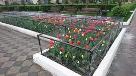 9bbade.webp