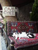 stambul_cats.webp