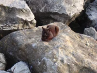 stambul_cats (1).webp