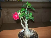 100_2802.webp