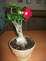 100_2806.webp