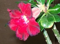 dc.webp