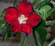 double color.webp