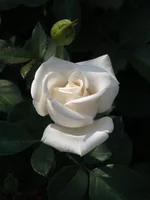 P6192388.webp