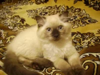 PICT1524.webp
