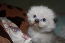 котя1.JPG