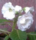 004.webp