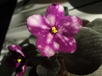 Phoebos 2011.webp