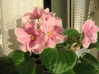 Pink Amiss (Eyerdom)_0894.webp