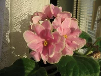 Pink Amiss (Eyerdom)_0895.webp