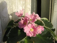 Pink Sensation (Sorano)_0890.webp