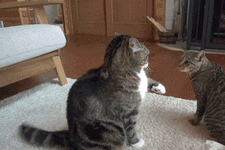 cgc8be.gif
