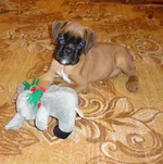 22сем.webp