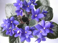  Ness Blueberry Puff.webp