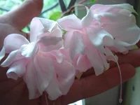 pink marshmalow.webp