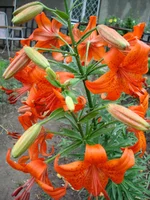 1 096.webp