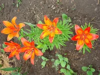 1 124.webp