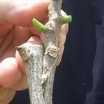 graft11.jpg