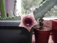 DSCF0130.jpg