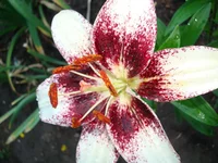 DSC05254.webp