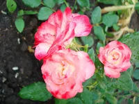 DSC05256.webp