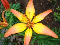 DSC05306.webp