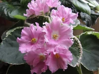 Pink Sensation (Sorano)_0908.webp