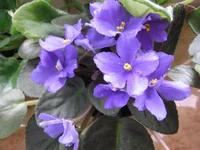 Rainbow's Quiet Riot_0909.webp