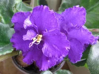 -Лесная ежевика_0910.webp