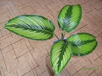 SAM_0704.webp