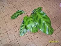 SAM_0705.webp