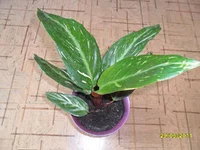 SAM_0707.webp