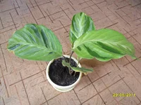 SAM_0708.webp