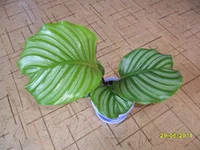 SAM_0709.webp