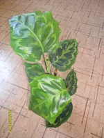 SAM_0507.webp