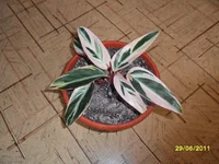 SAM_0689.webp