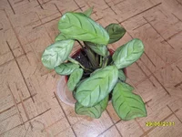 SAM_0690.webp