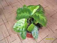 SAM_0691.webp