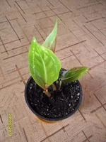 SAM_0692.webp