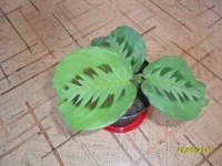 SAM_0695.webp