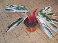 SAM_0696.webp