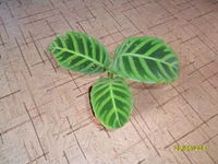 SAM_0697.webp